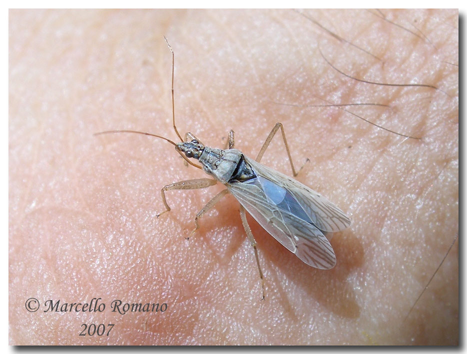 Nabis pseudoferus ibericus (Nabidae) sulle Madonie